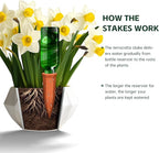 Large Terracotta Watering Spikes - Image 4