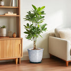 Ceramic Planter - Image 4