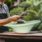 Ceramic Bonsai Pots - Image 4