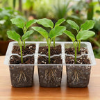 Bonviee 10 Packs Seed Starter Tray - Image 7