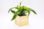 Wood Planter Box, 5 Inch Square, Rose Wood, Plastic Liner, Garden Centerpiece - Image 6