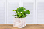 Wooden Planter Box, Rustic Whitewash - Image 5