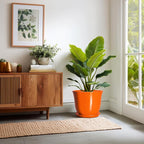 12 Inch Pots for Plants - Image 6