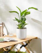 vancasso 8 Inch Ceramic Plant Pots, Planters - Image 7