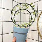 Mirthdino Premium Hoya Trellis - Image 4
