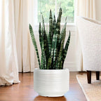10 Inch Ceramic Plant Pot with Drainage – Large Flower Pot - Image 7