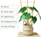 Bamboo Trellis - Image 5