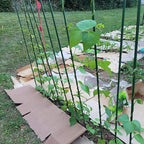 Garden Plant Stakes 57 Inch Tomato Stakes, 20 Pack Steel Plant Stick Support - Image 5