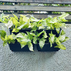 Maxona Black Color Vertical Garden Planter - Image 7