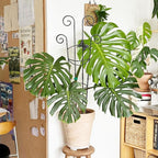 Coomin 32.6in Monstera Plant Support - Image 7