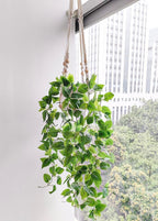 Comtelek 2 Packs Fake Hanging Plant - Image 2