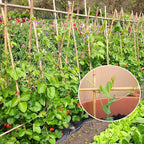 Plant Stakes, 3FT Longer Sturdy Natural Bamboo Garden Stakes, GAGINANG 25Pcs - Image 3