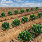 Iceyyyy 6 Pack Strawberry Plant Stand Supports-Strawberry Plant Support Stand - Image 6
