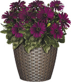 Classic Home & Garden Nantucket 8" Planter - Image 3