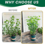 TCBWFY 10 Pack Garden Plant Support Stakes, Plant Supports - Image 4