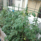 3Feet 36inch Garden Stakes Sturdy Plant Sticks Support Tomato Stakes - Image 3