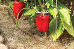 Rain Bird GARDENKIT Drip Irrigation Raised Bed Garden Watering Kit - Image 8